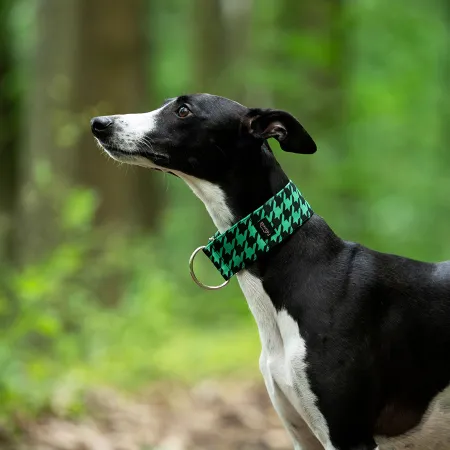 Obroża wodoodporna dla psa Green Gossip 3 cm - trwała, wygodna, idealna na spacery