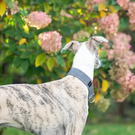 Obroża dla psa Grey Classic 3 cm - wodoodporna, lekka, trwała, regulowana