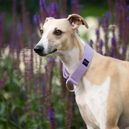 Obroża wodoodporna dla psa Pastel Lavender 3 cm – lekka, trwała, regulowana, stylowa