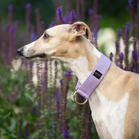 Obroża wodoodporna dla psa Pastel Lavender 3 cm – lekka, trwała, regulowana, stylowa