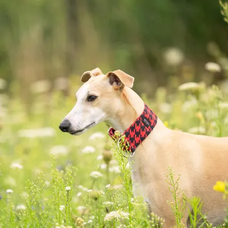 Obroża półzaciskowa Red Rebel 5 cm - wodoodporna dla whippeta, charta, trwała, wygodna, idealna na spacery