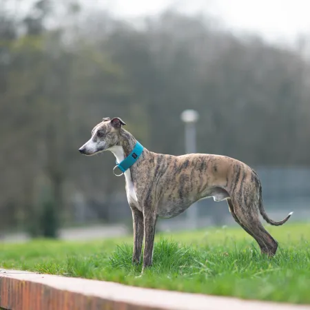 Obroża dla psa Turquoise Classic 4 cm - wodoodporna, lekka, trwała, regulowana