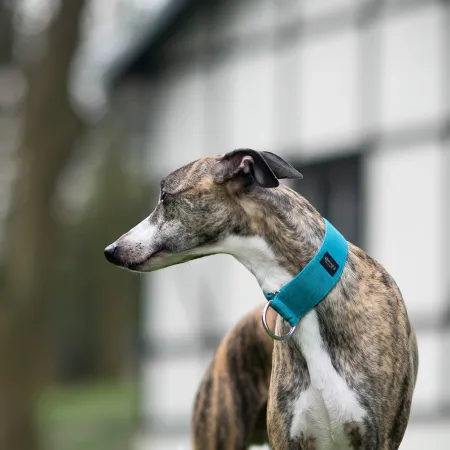 Obroża dla psa Turquoise Classic 4 cm - wodoodporna, lekka, trwała, regulowana