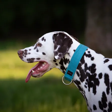 Obroża dla psa Turquoise Classic 4 cm - wodoodporna, lekka, trwała, regulowana